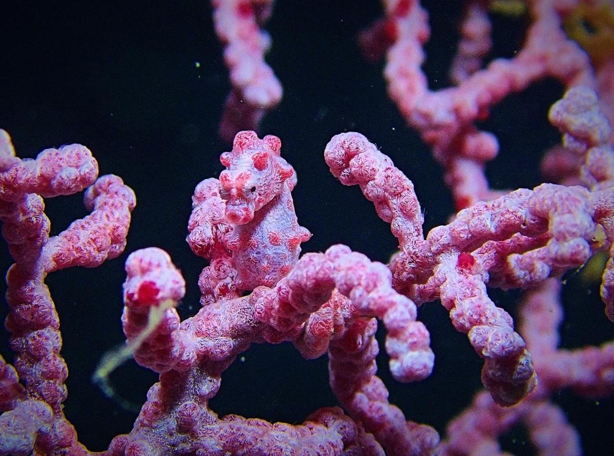 Malapascua Exotic Island Dive Resort Daanbantayan エクステリア 写真