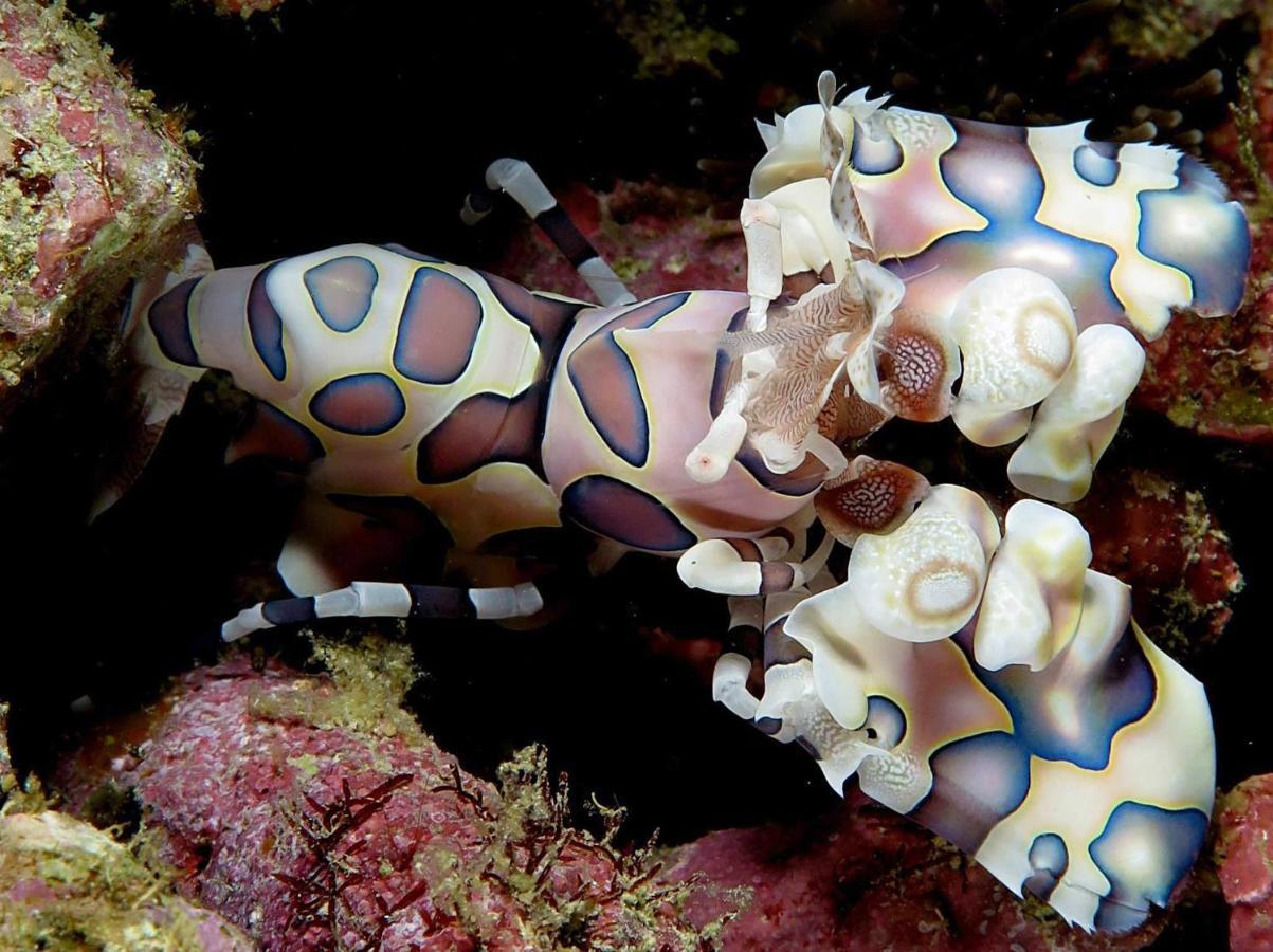 Malapascua Exotic Island Dive Resort Daanbantayan エクステリア 写真