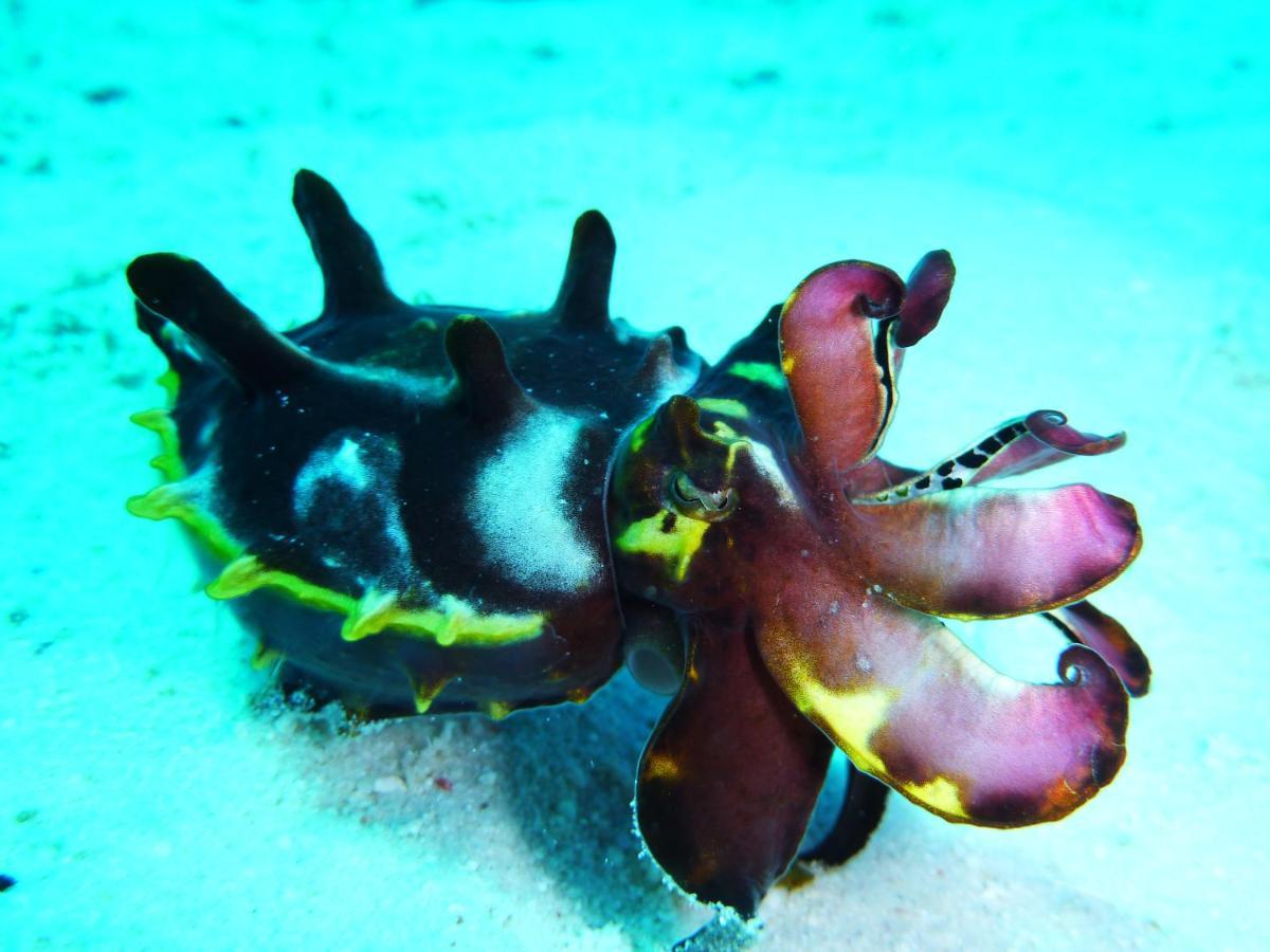 Malapascua Exotic Island Dive Resort Daanbantayan エクステリア 写真